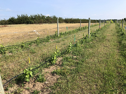 Fig 21_July 11 2018 (post-planting)